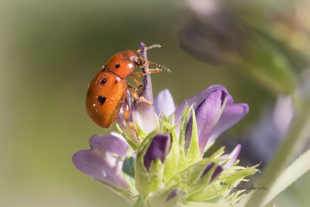 Chrysomelidae: Gonioctena fornicata